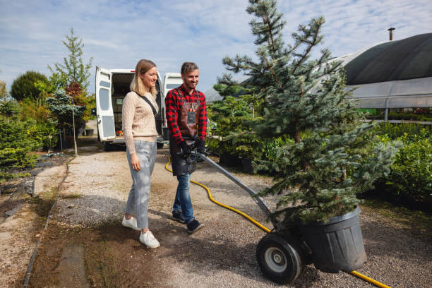 Tree Removal for Businesses in Auburn, CA